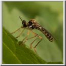 Dioctria linearis - Raubfliege 02.jpg